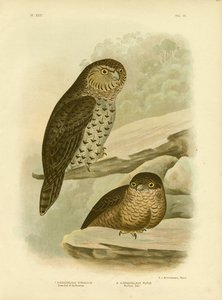 Grote uil van de borstels of krachtige uil, 1891 door Gracius Broinowski